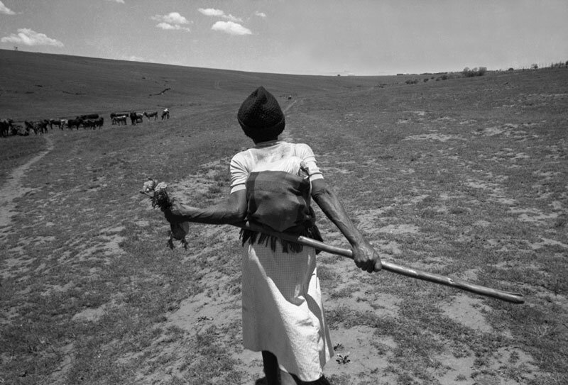 Pensioner walking home after tending her patch in the community vegetable garden. Transkei. 1983